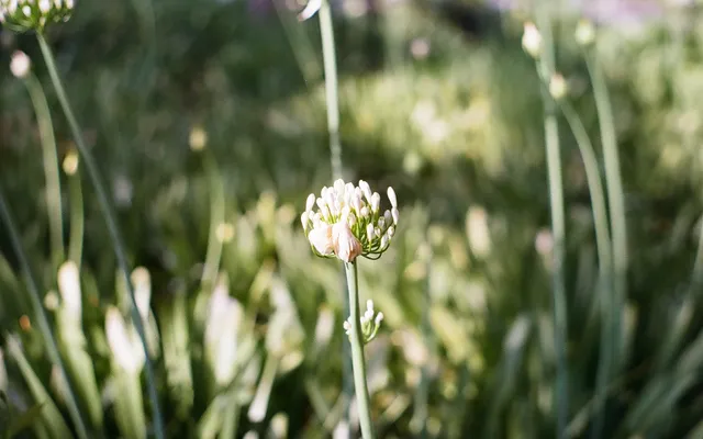 Film Photography cover