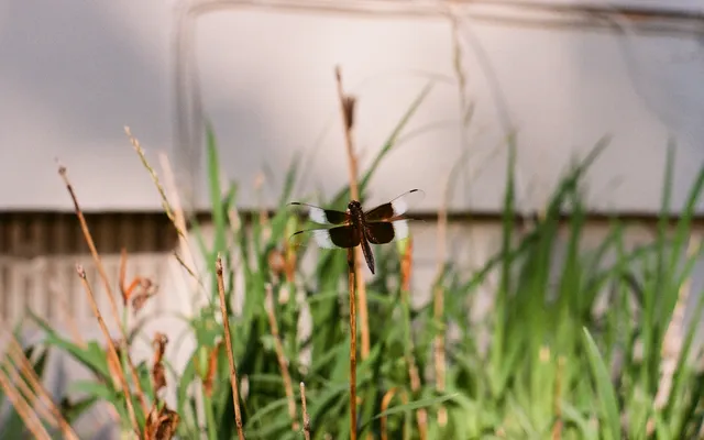 Film Photography photo 6
