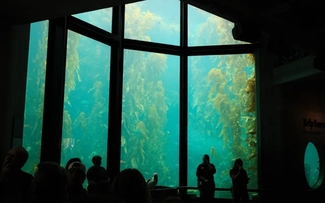 Monterey photo 3
