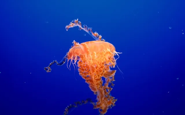 Monterey photo 5