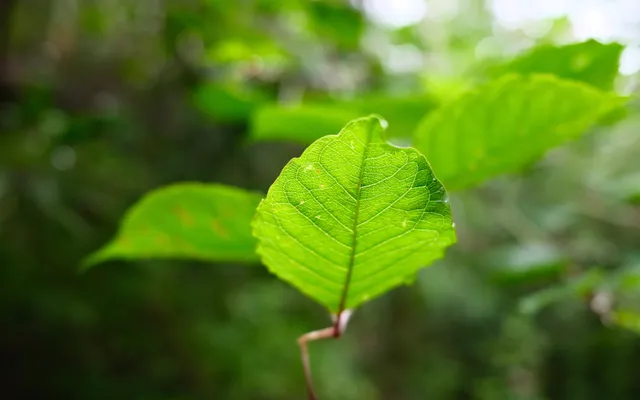 Narusawa photo 5